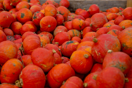 Fall red pumpkins background.の写真素材
