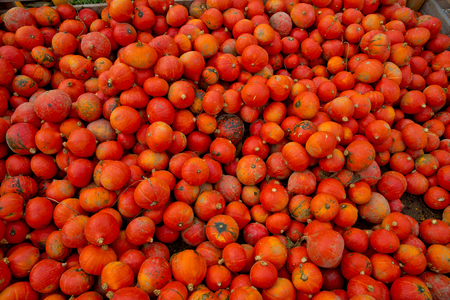Fall red pumpkins background.の写真素材