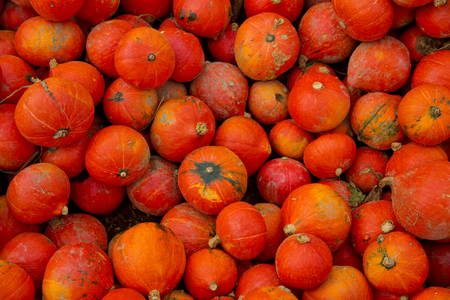 Fall red pumpkins background.の写真素材