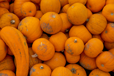 Fall yellow pumpkins background.の写真素材