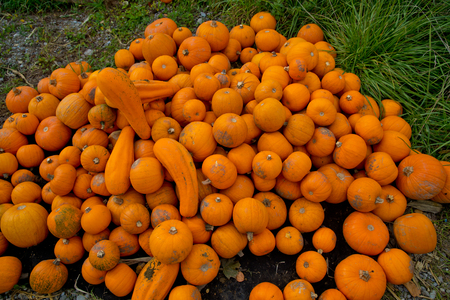 Fall yellow pumpkins background.の写真素材