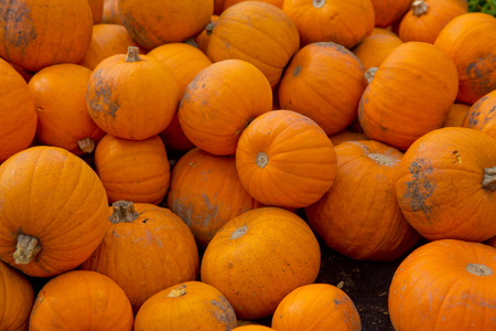 Fall yellow pumpkins background.の写真素材