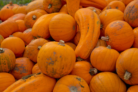 Fall yellow pumpkins background.の写真素材