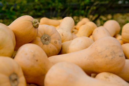 Fall yellow pumpkins background. Close-up.の写真素材