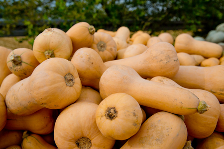 Fall yellow pumpkins background.の写真素材