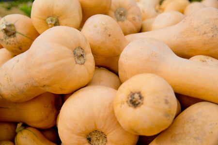 Fall yellow pumpkins background. Close-up.の写真素材