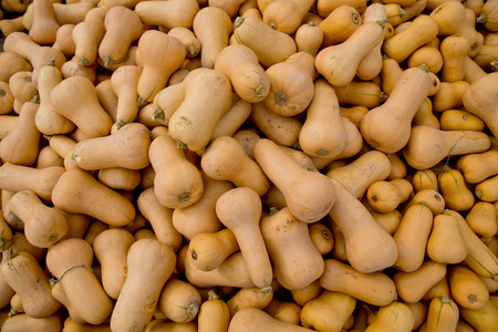 Fall yellow pumpkins background.の写真素材