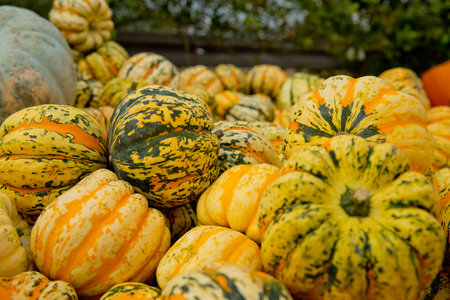 Fall tiger pumpkins background. Close-up.の写真素材