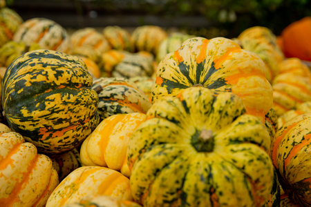 Fall tiger pumpkins background. Close-up.の写真素材