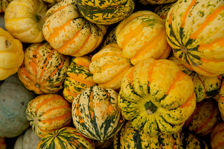Fall tiger pumpkins background. Close-up.の写真素材