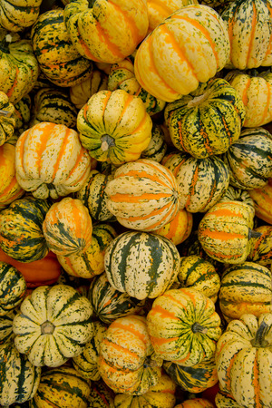 Tiger mini pumpkins in the market place. Background of pumpkins.の写真素材