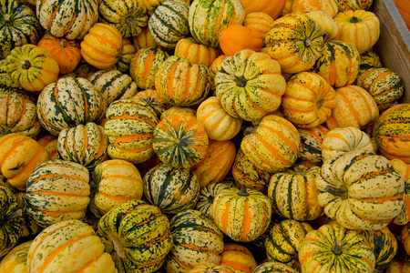 Tiger mini pumpkins in the market place. Background of pumpkins.の写真素材