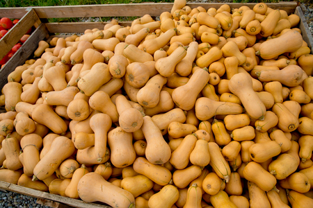 Fall yellow pumpkins at the market place.の写真素材