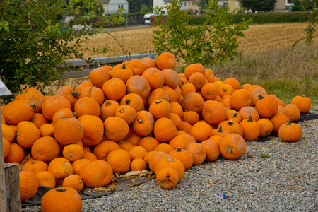 Fall yellow pumpkins at the market place.の写真素材