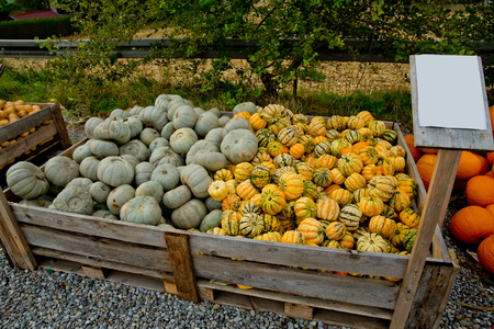 Variety pumpkins at the market place.の写真素材