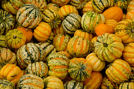Tiger mini pumpkins in the market place. Background of pumpkins.の写真素材