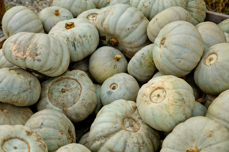 Fall grey pumpkins background. Close-up.の写真素材
