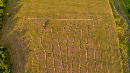 Top view of tractor collects hay from the field. Aerial view.の写真素材