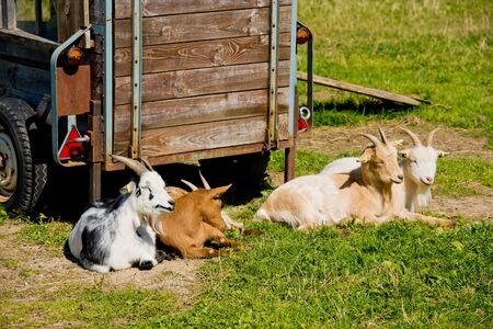 Goats are resting on the grass.の写真素材