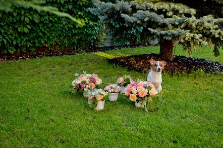 Five different wedding bouquets on a green grass and dog Jack Russell Terrier.の写真素材