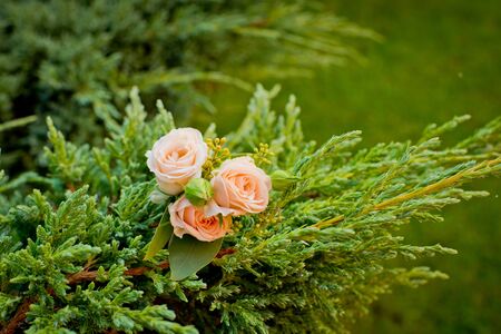 Groom's boutonniere on a green bush in the park. Soft focus.の写真素材