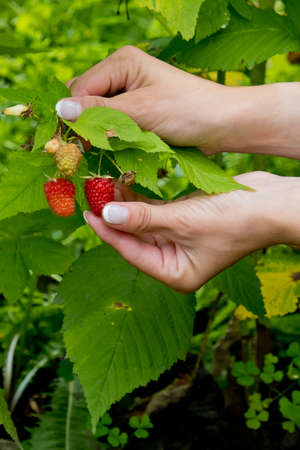 Red sweet ripe berries growing on raspberry bush in womans hands. Closeup.の写真素材