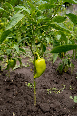 Bell pepper grows in the garden. Green pepper.の写真素材