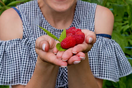 Ripe raspberries in the hands of the girl.の写真素材