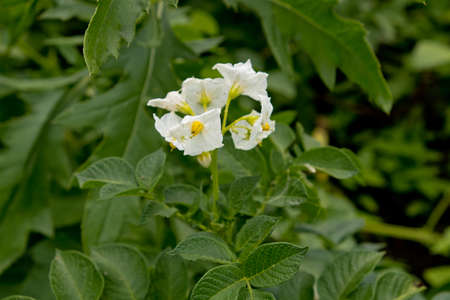 Flowering of growing potatoes. Closeup.の写真素材