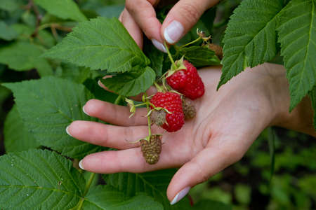 Red sweet ripe berries growing on raspberry bush. Closeup.の写真素材