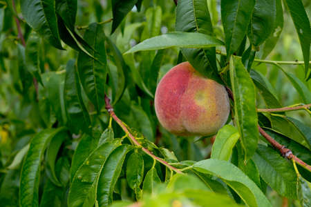 Ripe peach on a tree among the foliage.の写真素材