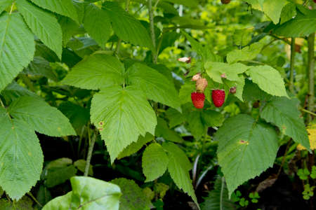 Red sweet ripe berries growing on raspberry bush.の写真素材