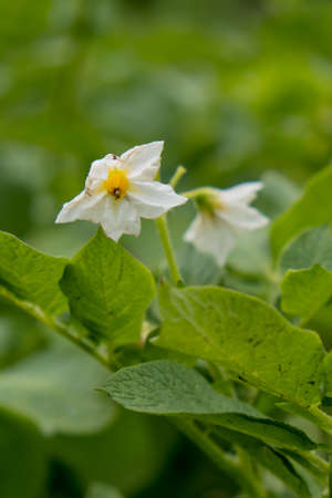 Flowering of growing potatoes. Closeup.の写真素材
