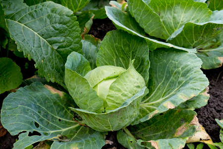 Young cabbage in the garden.の写真素材
