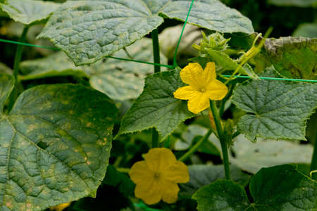 Yellow flowers of cucumber in the garden. Close-up.の写真素材