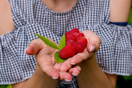Woman hands holding fresh red raspberries.の写真素材