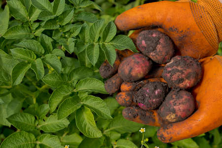 A farmer in orange gloves harvests potatoes. Collection of fresh raw potatoes. Closeup.の写真素材