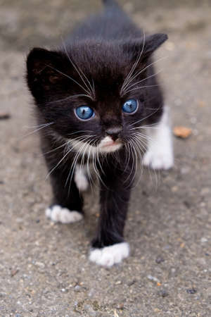 Small black kitten with blue eyes in outdoors.の写真素材