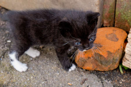 Small black kitten with blue eyes in outdoors.の写真素材