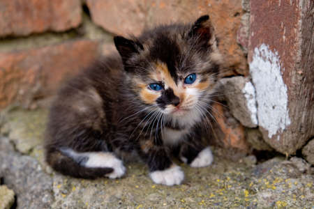Small kitten with blue eyes.の写真素材