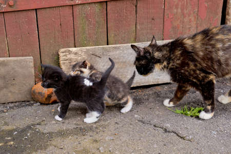 Homeless mom cat with two little kittens.の写真素材