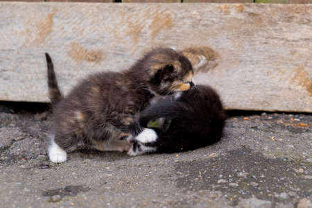 Two little homeless kittens.の写真素材