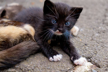Small black kitten with blue eyes in outdoors.の写真素材