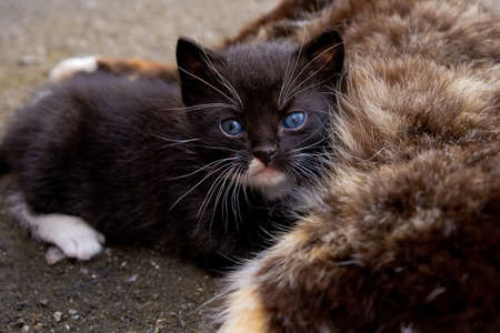 Small black kitten with blue eyes in outdoors.の写真素材
