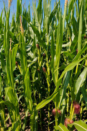 Close-up of fresh small corn cob. Corn plantation.の写真素材