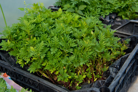 Seedlings of flowers in a plastic container in a greenhouse. selective focus.の写真素材