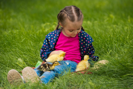 Cute happy little girl with small ducklings in the garden. nature background.の写真素材