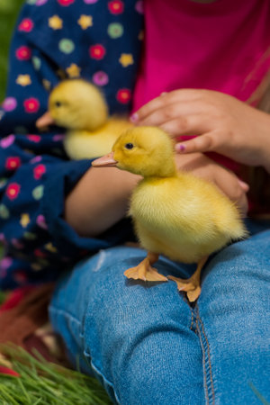 Little girl holding small ducklings in the garden. close-up. yellow duckling in her hands.の写真素材