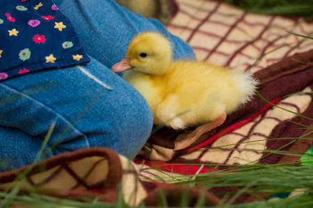 Close-up of little girl plaing with small yellow duckling in the garden.