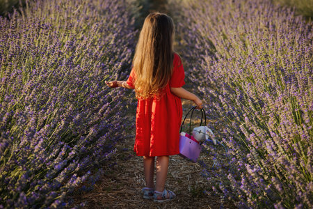 A 4-5 year old girl in a red dress walks through a lavender field in nice summer weather. view from the back.の写真素材